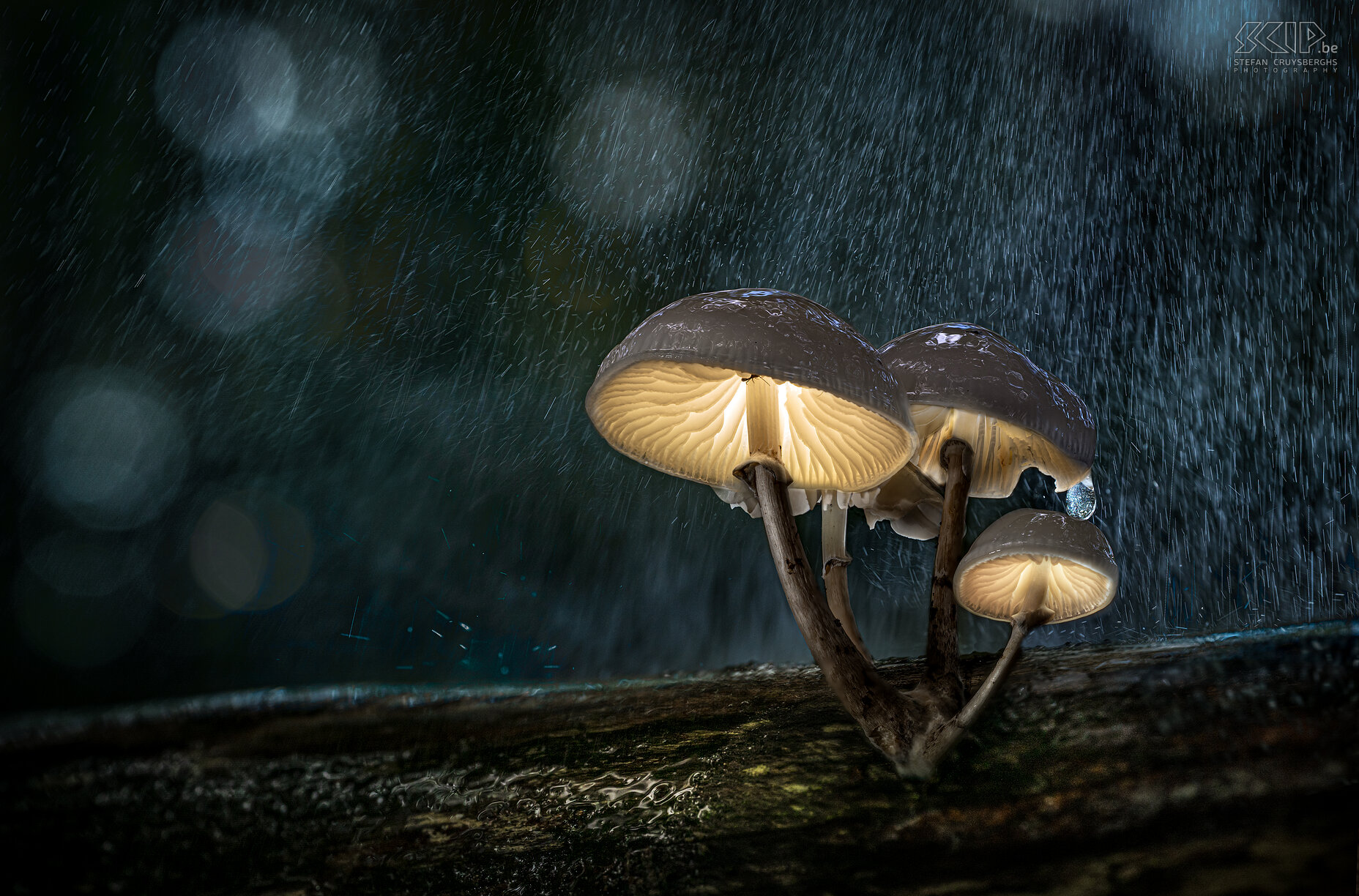 Glowing mushrooms When I went out in the evening in the forests of Averbode I discovered some beautiful glowing mushrooms; an ingenious trick from mother nature, gnomes who leave their lights on or just a creative photographer, ...;-) Stefan Cruysberghs